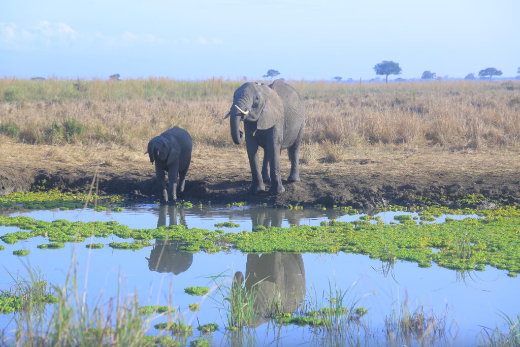 elephant drinking water